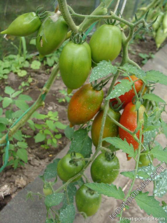 Легенда Тарасенко - Л — сорта томатов - tomat-pomidor.com - отзывы нафоруме