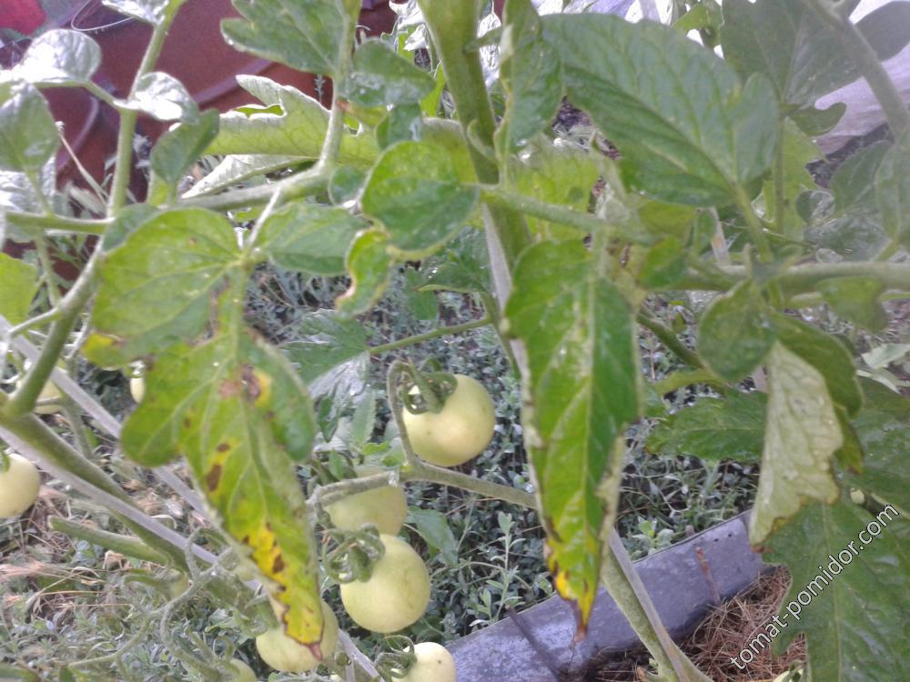 Пятна на томатных листьях