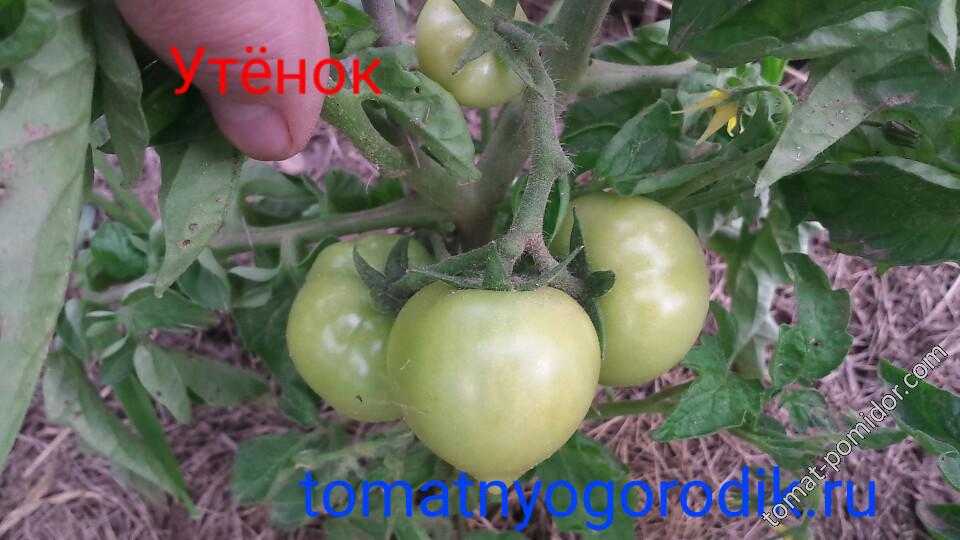 Утёнок