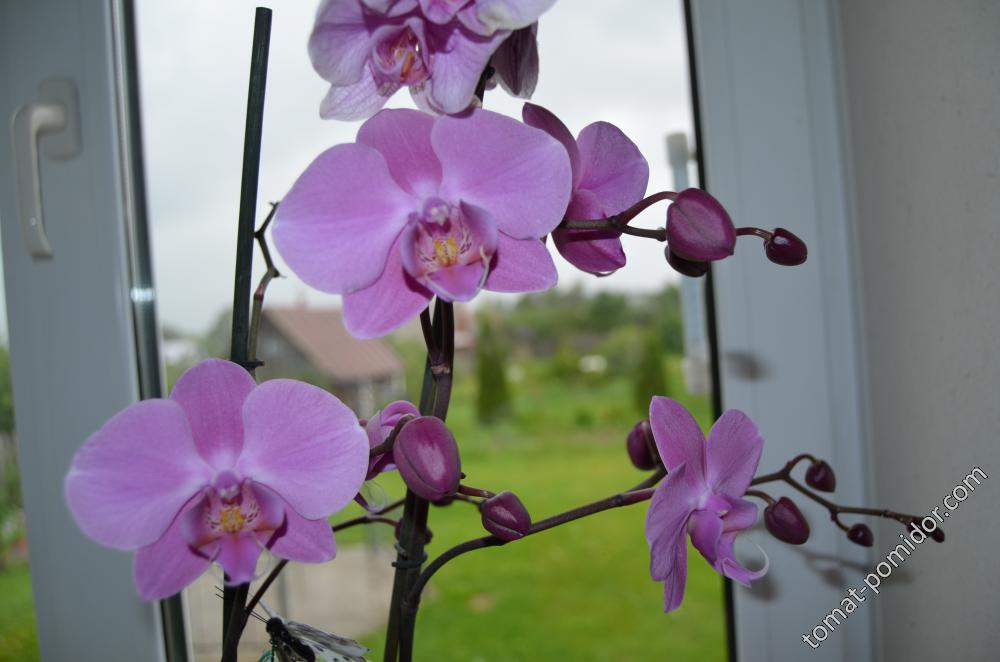Орхидея опять цветет