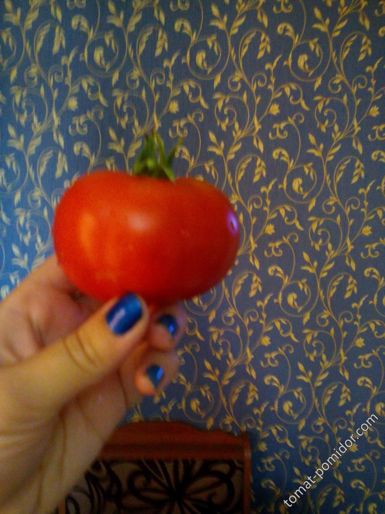 Мой первый томат!