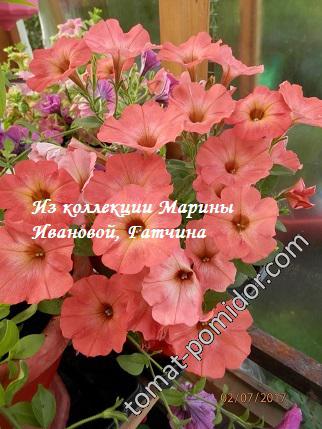 Petunia Ordy Salmon-Terracotta