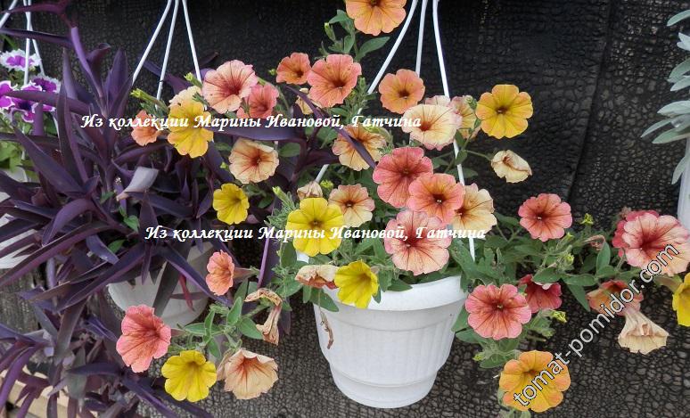 Petunia Cascadias Indian Summer