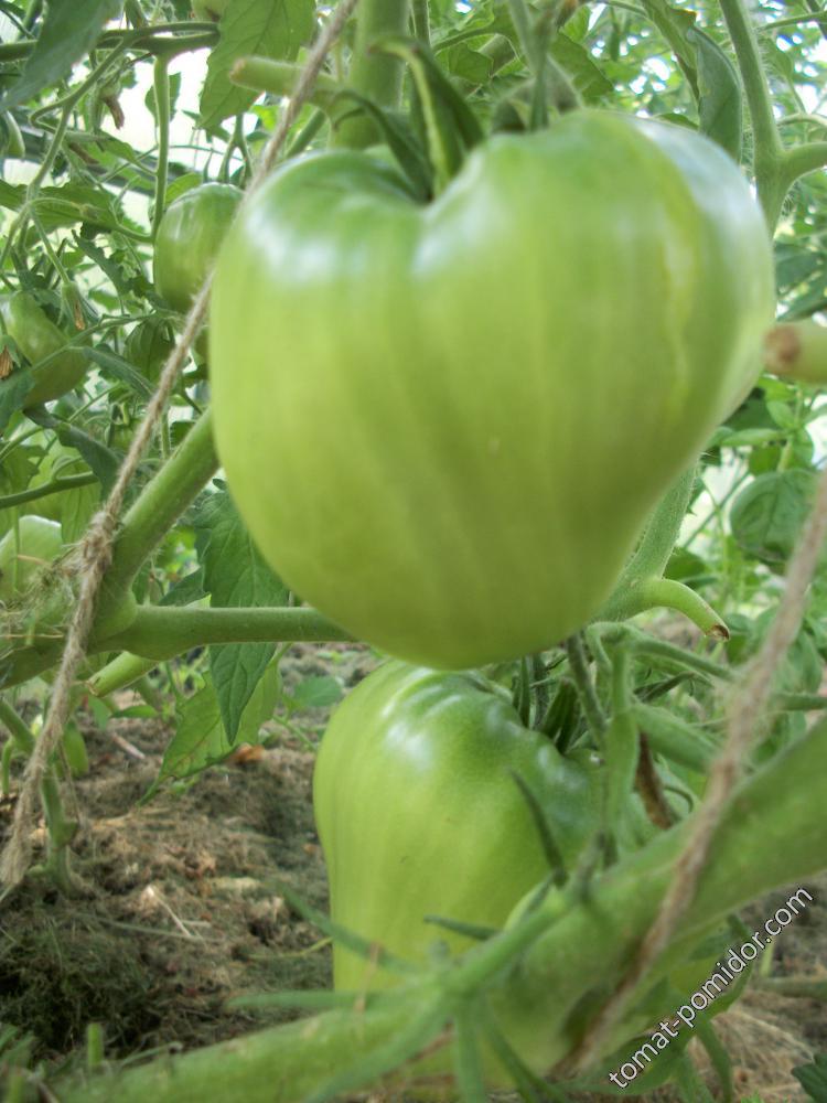 томат Mrs. Schlaubagh`s Famous Strawberry