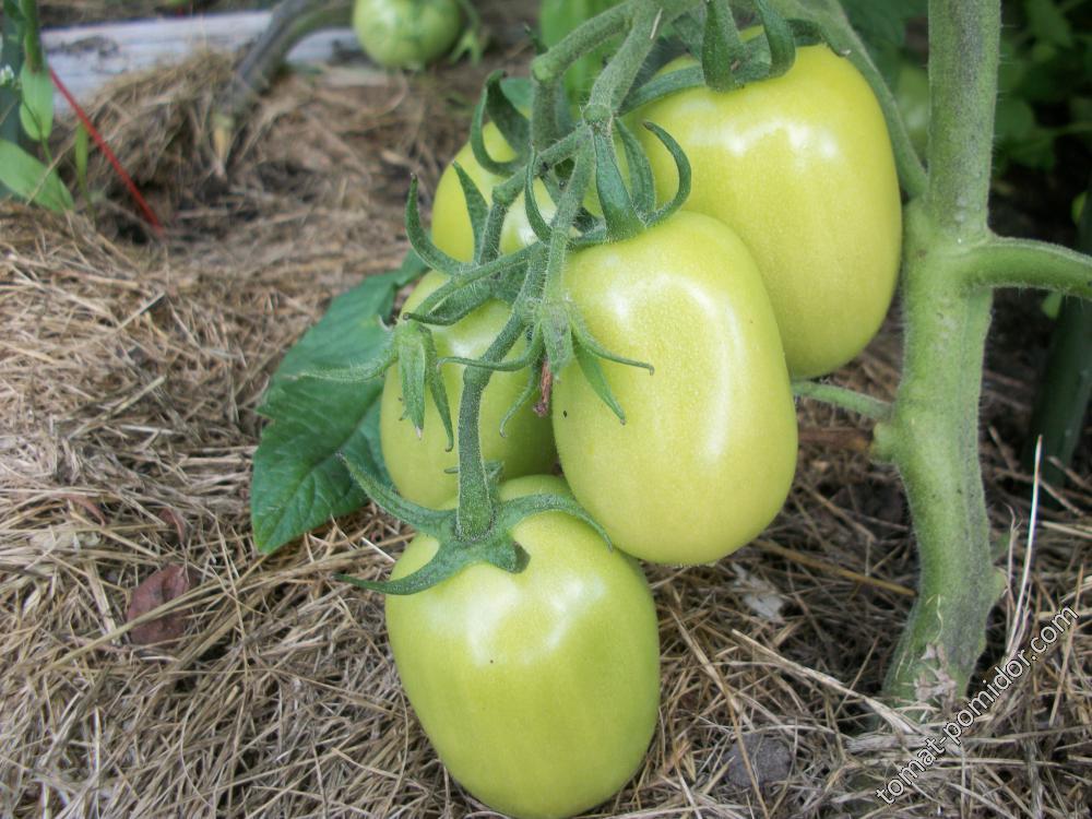 томат в ОГ Низкий перцевидный