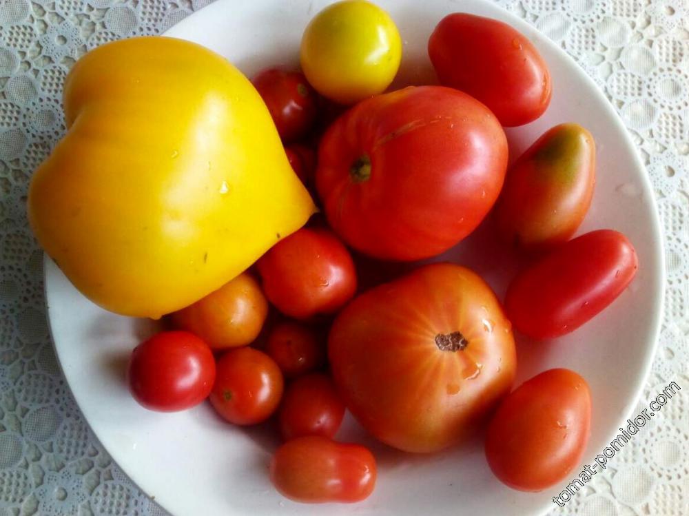 Первая тарелочка томатов