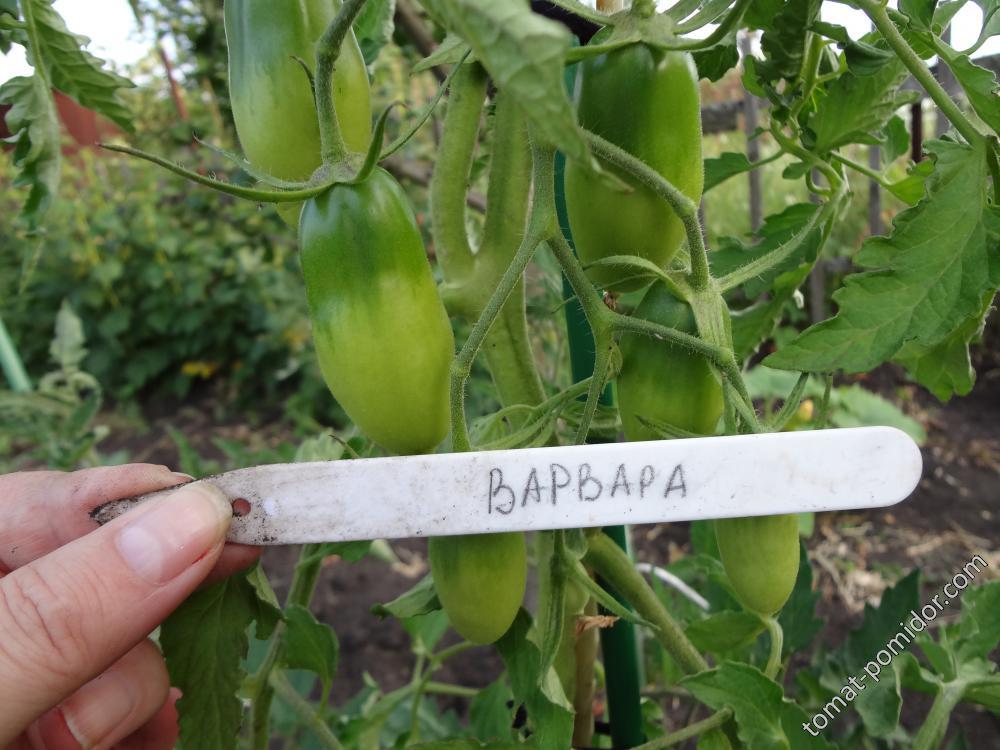 варвара