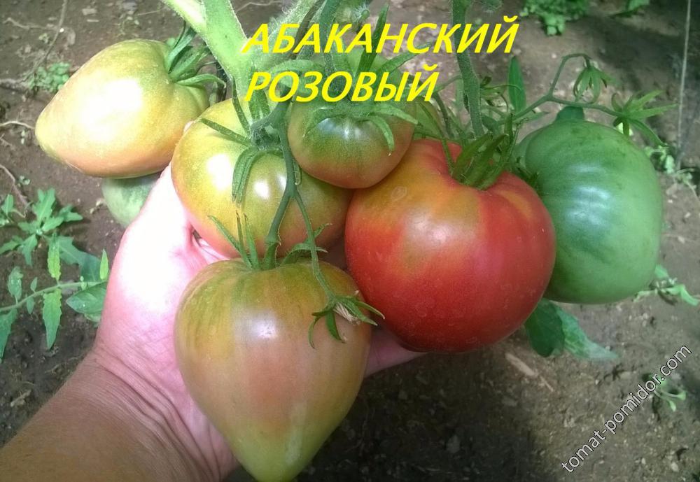 АБАКАНСКИЙ