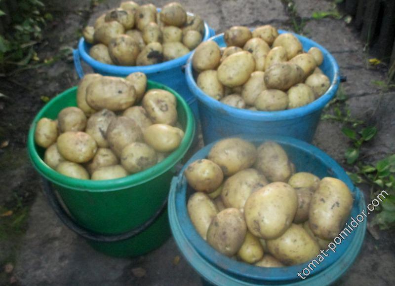 картофель "Санте" выкопан 19 июля