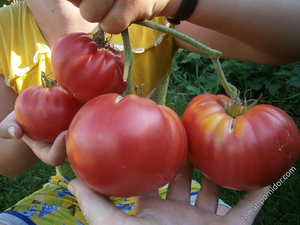 Скорпион - Альбомы - tomat-pomidor.com