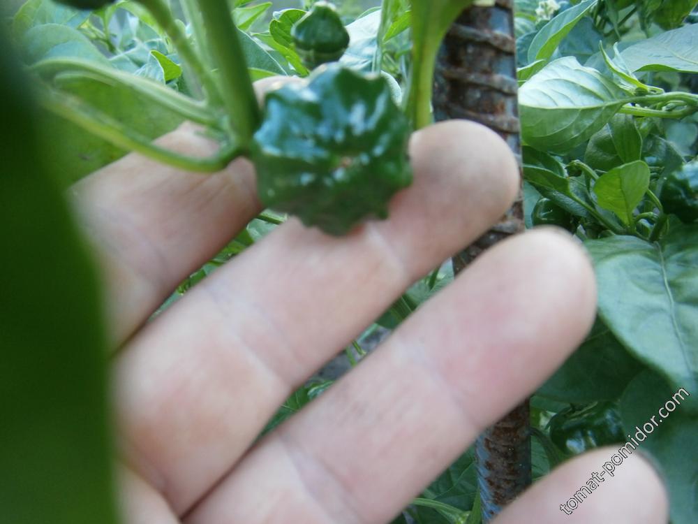 Red Brazilian Pampkin
