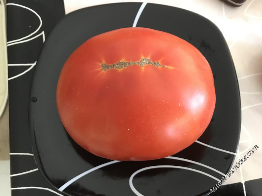 Болгарская помидорка