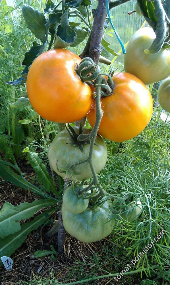 томаты хурма