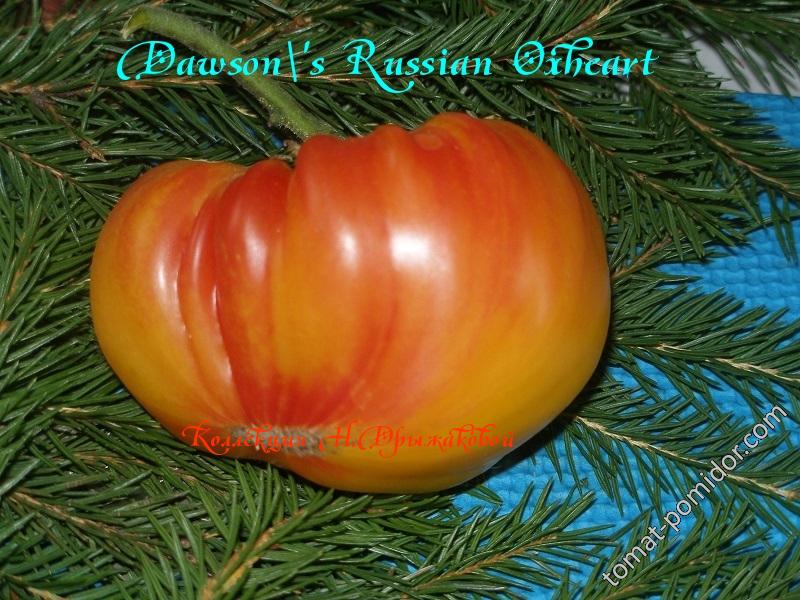 Dawson's Russian Oxheart