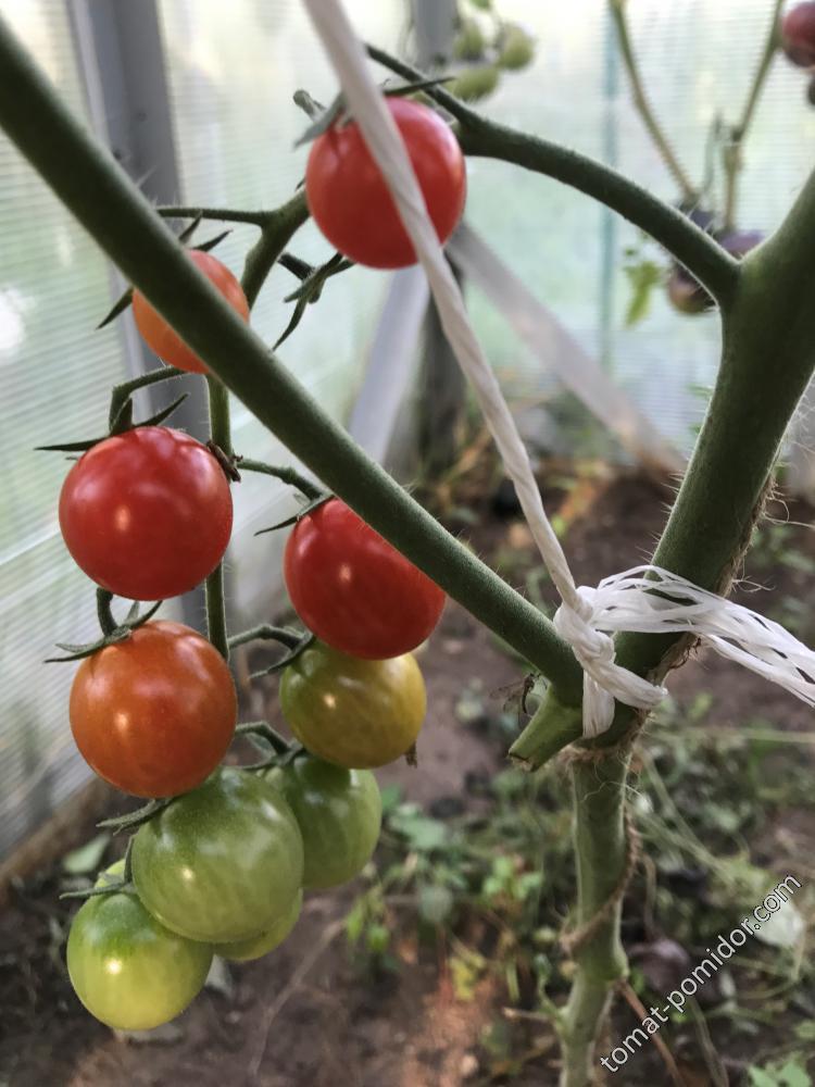 рапунцель начинает зреть