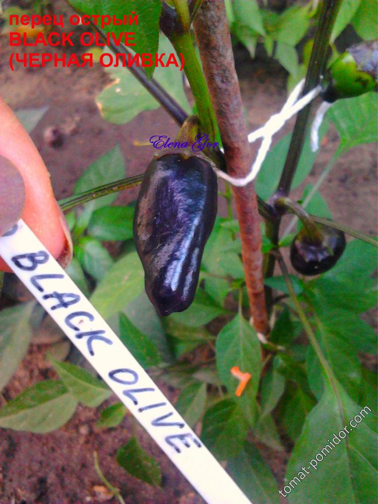black olive (ЧЕРНАЯ ОЛИВКА)