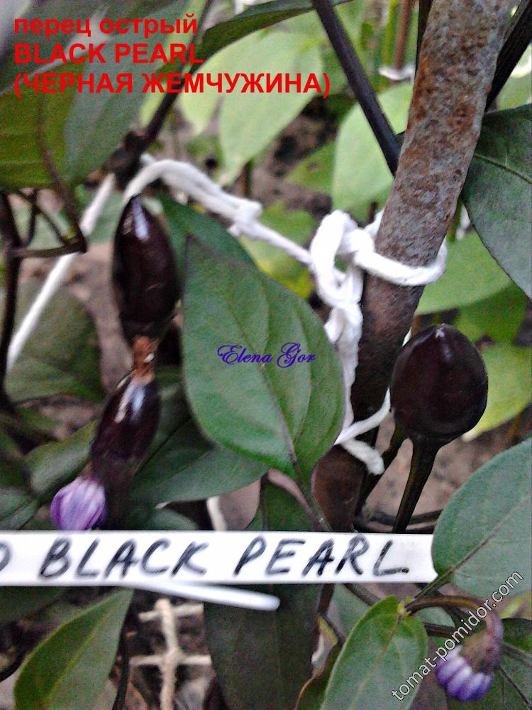 BLACK PEARL (ЧЕРНАЯ ЖЕМЧУЖИНА) острый