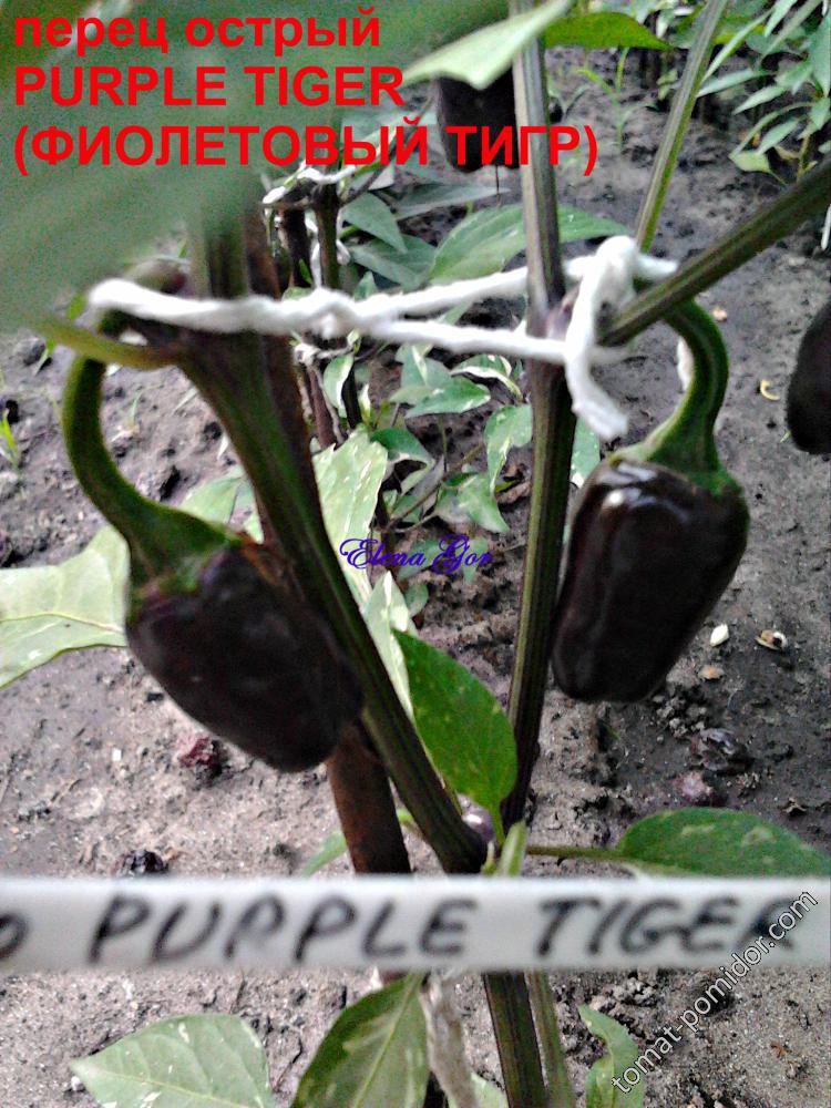 PURPLE TIGER (ФИОЛЕТОВЫЙ ТИГР) острый