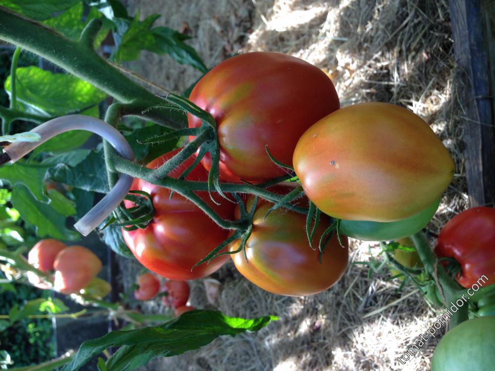 Ludmila&#039;s Red Plum