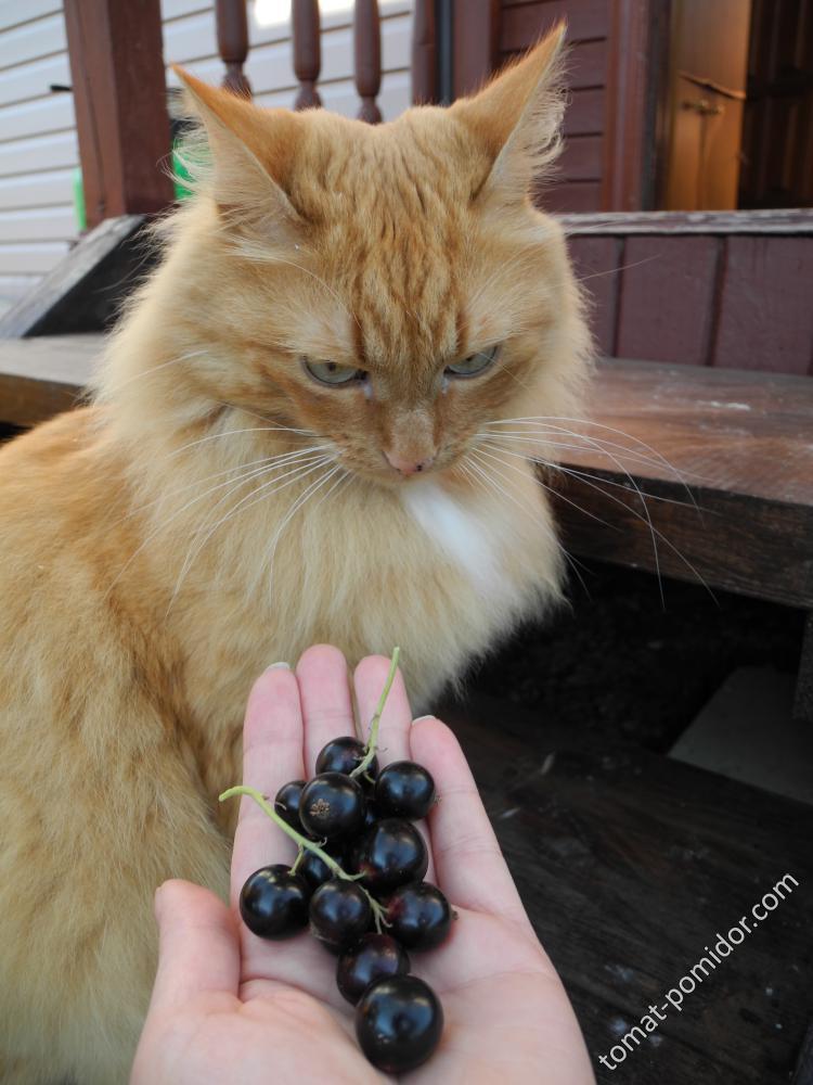 Смородину? Не, не буду...