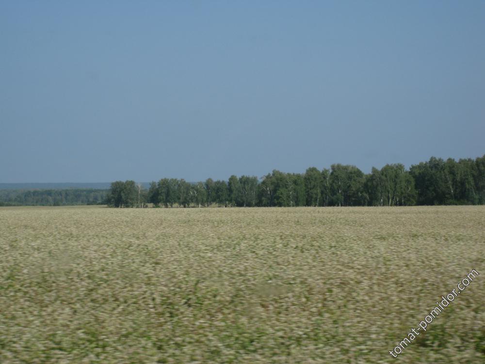 гречиха цветётёт.