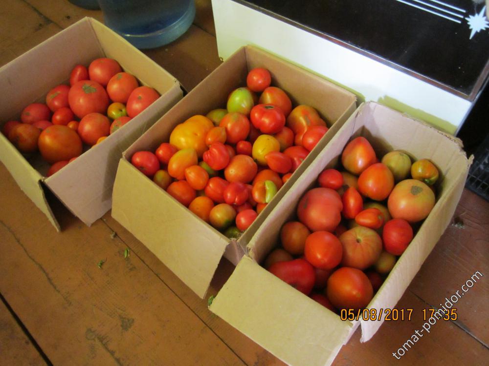 Сегодня сынуле собрал ещё 15 кг томатов.
