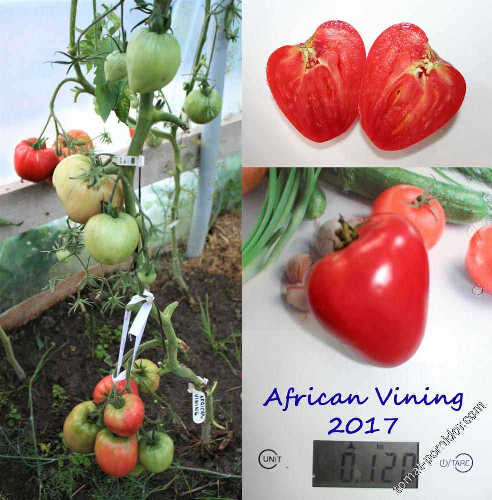 African Vining