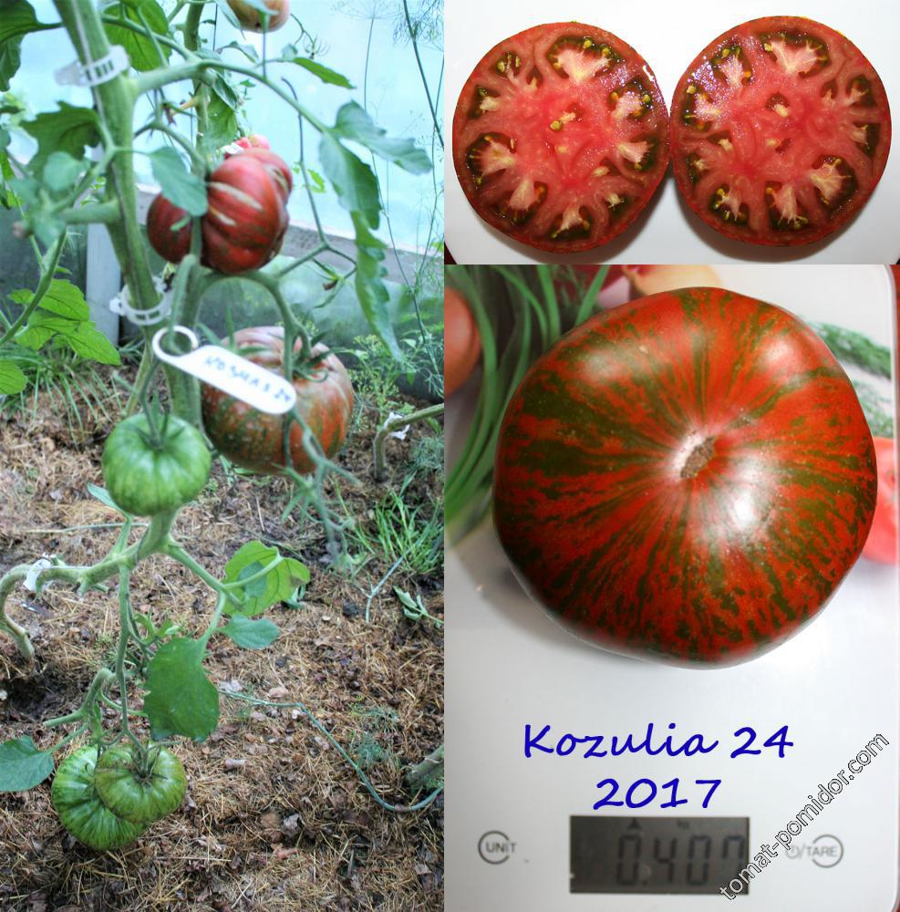 Kozulia24
