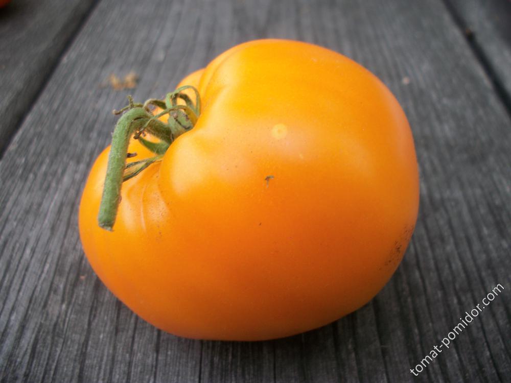 томат Летний абрикос