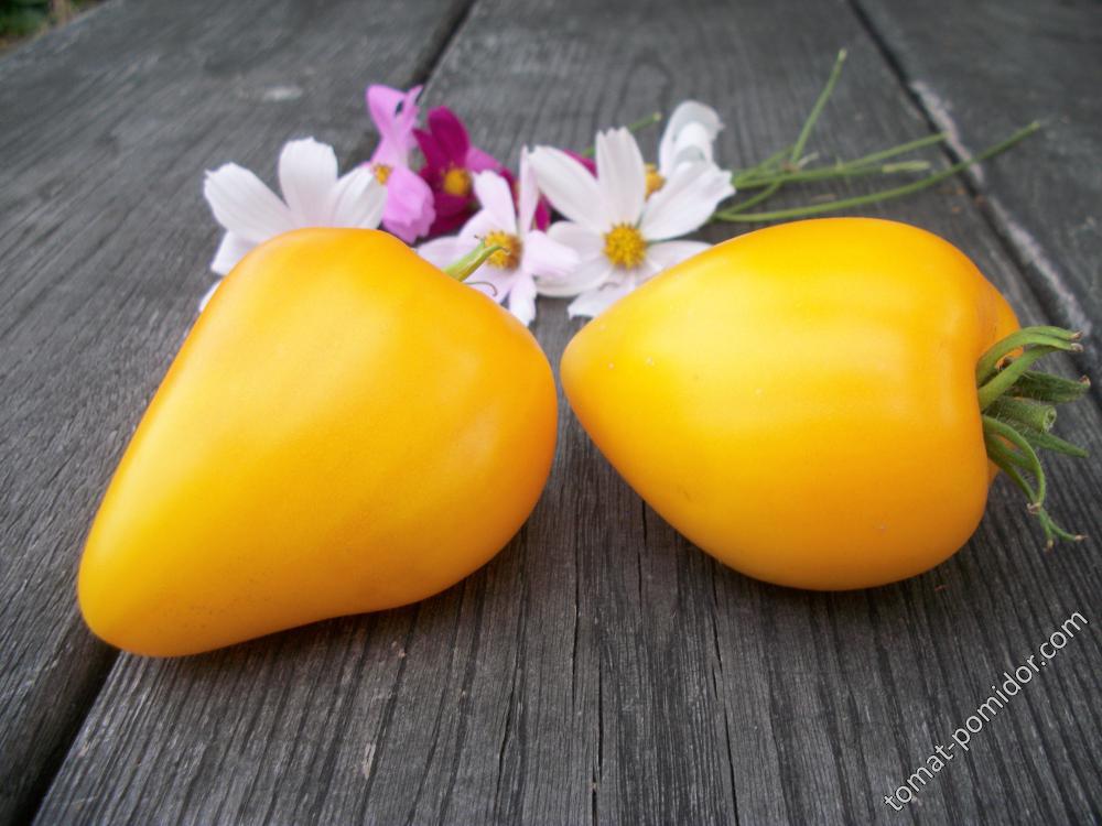 томат Желтые гребешки