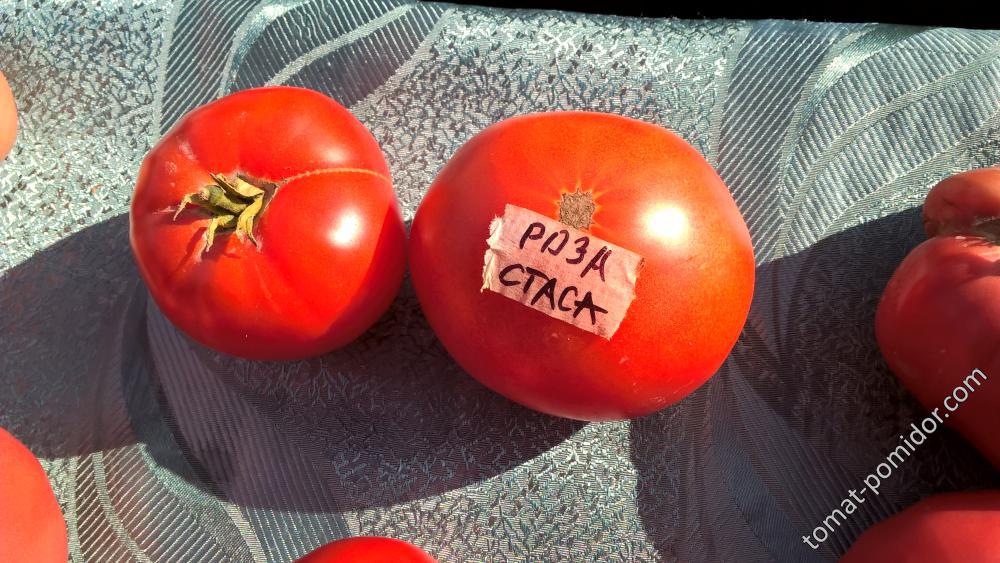 Роза Стаса