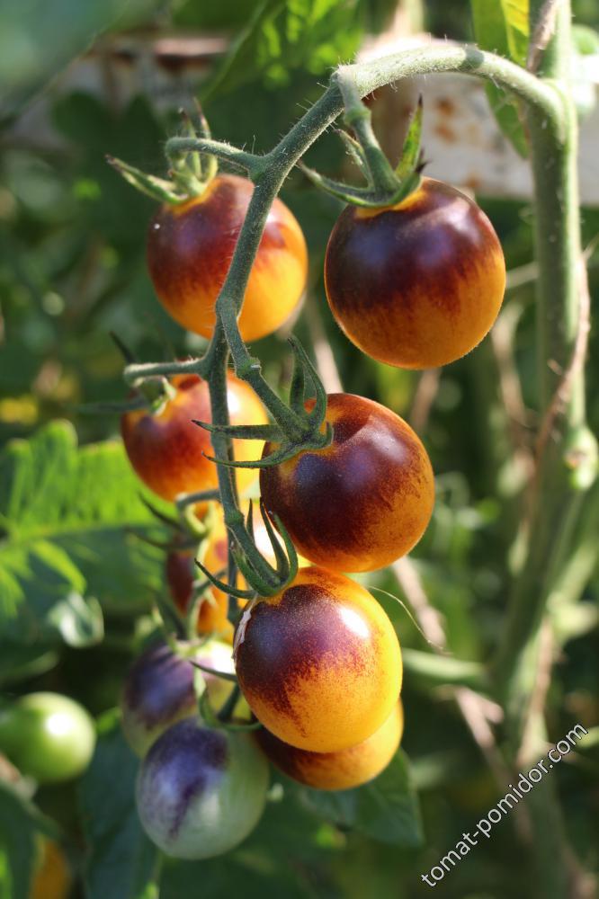 Indigo Kumquat