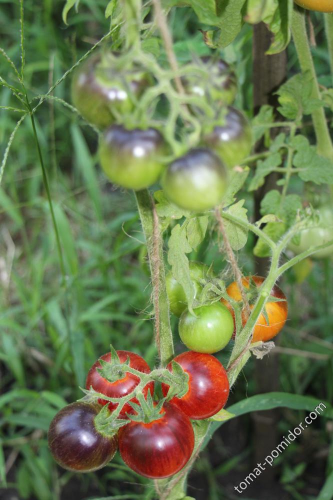 Dwarf Antho Striped