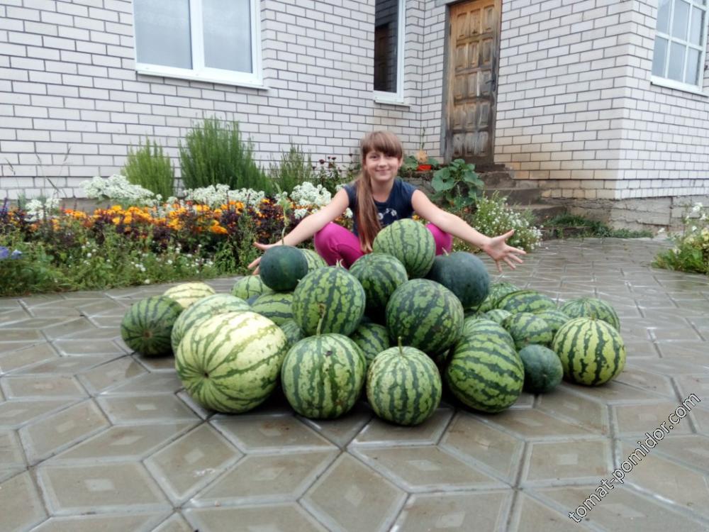 Арбузы,основной урожай