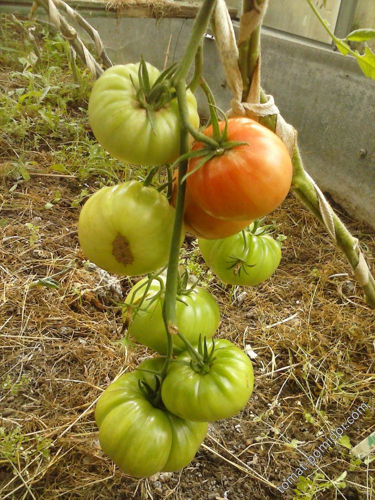 Пересорт ( удачный) Акера Чёрного