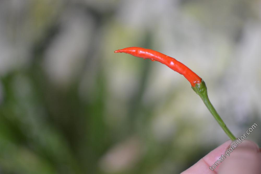 Red Dry Pepper
