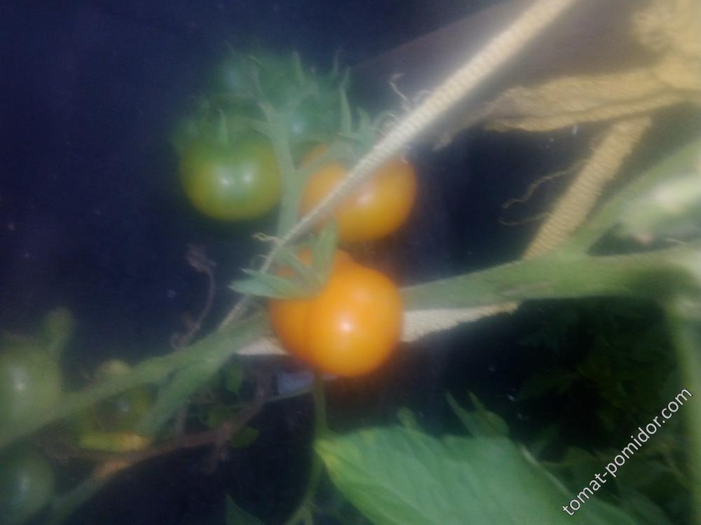 Луна. Первый томат, что зреет, идёт на семена.