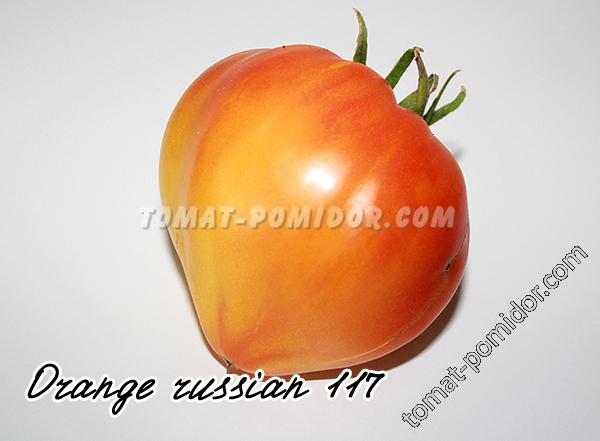 Orange Russian 117