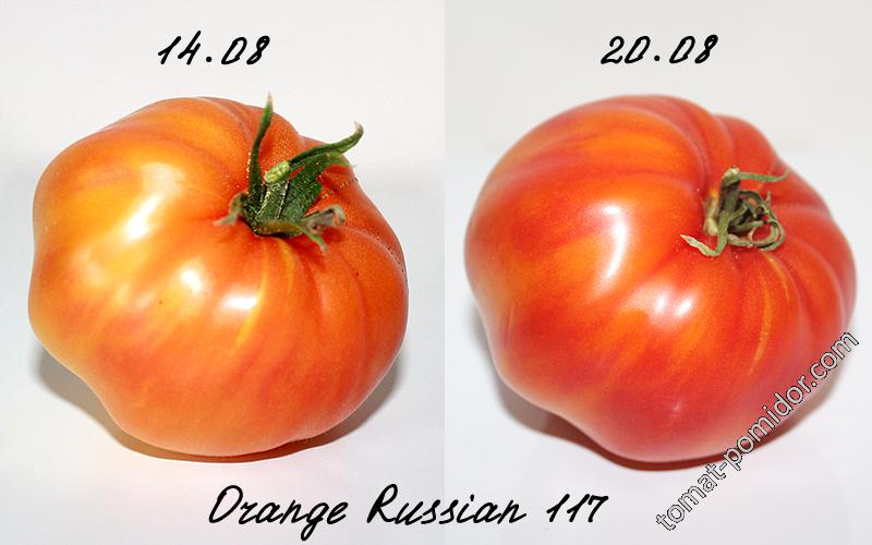 Orange Russian 117