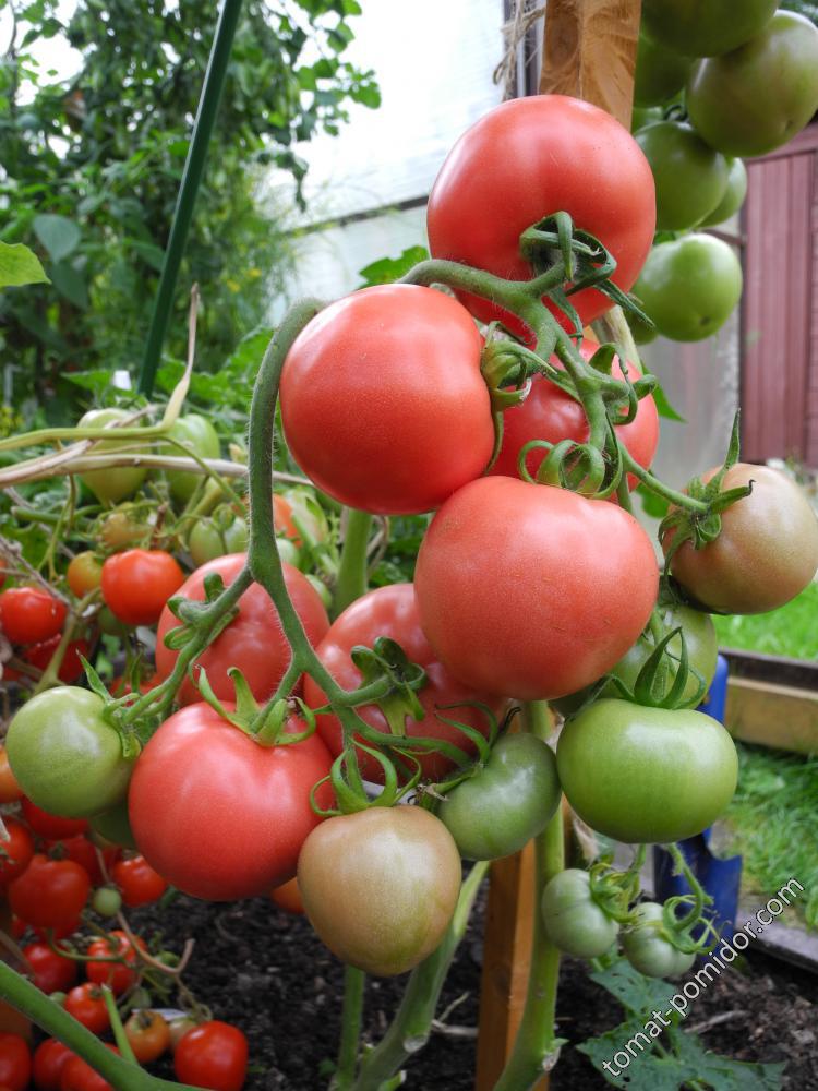 Сорт томатов полным полно отзывы