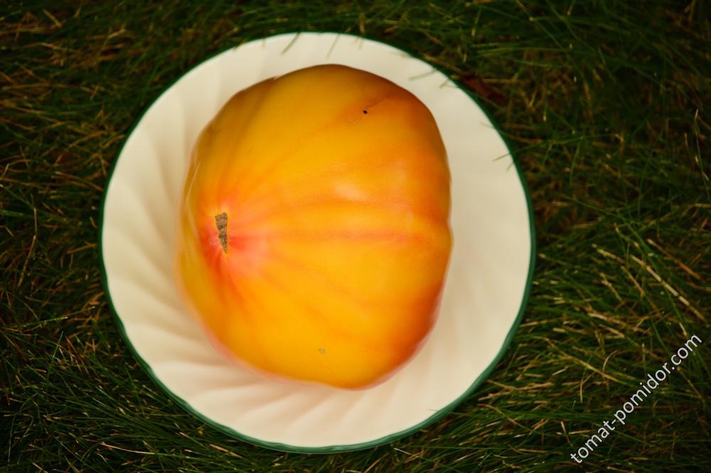 " Heart of Zebre Apricot "