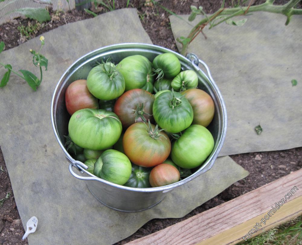 сбор томатов сорта "Черный Крым" 4 сентября