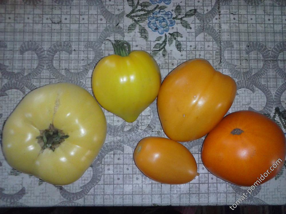 Разнообразие жёлто-оранжевой гаммы