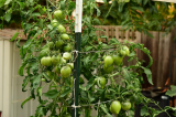 Pink non-antho Sgt Pepper tomato growing in a container