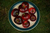 Sgt Pepper's tomato cluster on vine