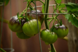 Sgt Pepper tomatoes ripening in shade