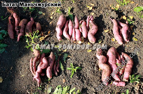 Батат Маньчжурский урожай с 5 кустов