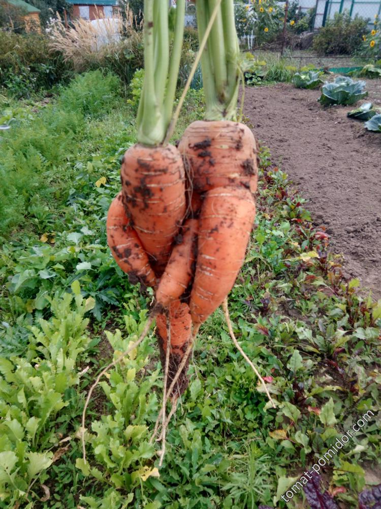 Морковь эротическая