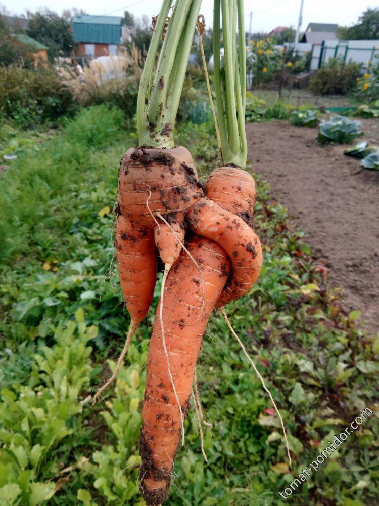 Морковь эротическая 2