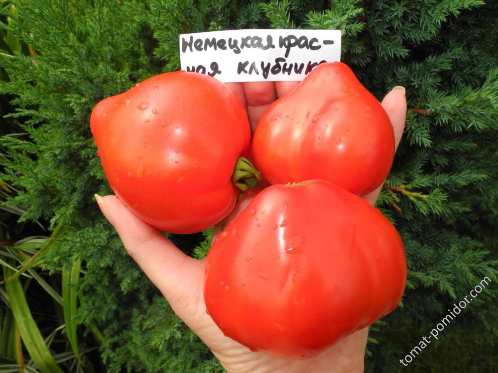 Немецкая красная клубника